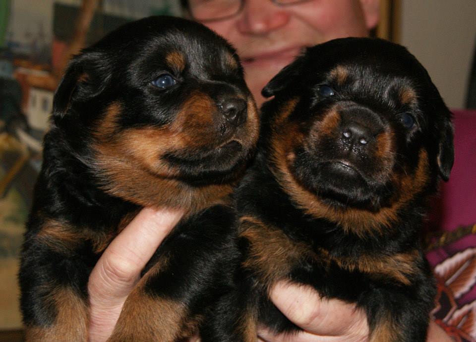 Rottweiler Sri Lanka