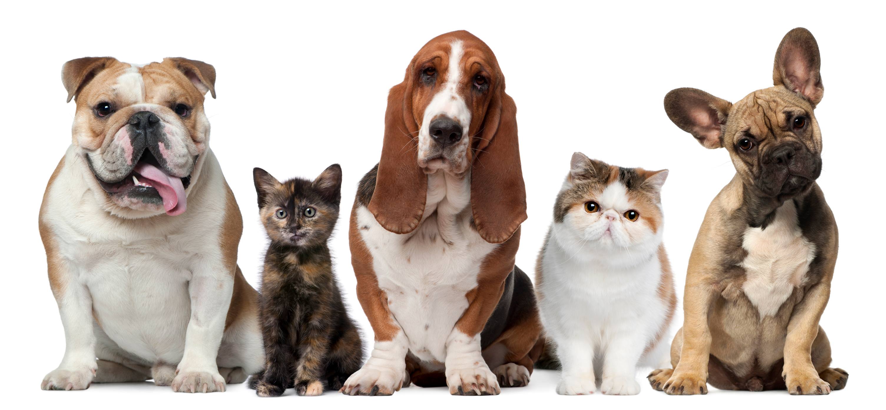 Lost and Found Pets Mount Pleasant South Carolina | Missing off Rifle ...