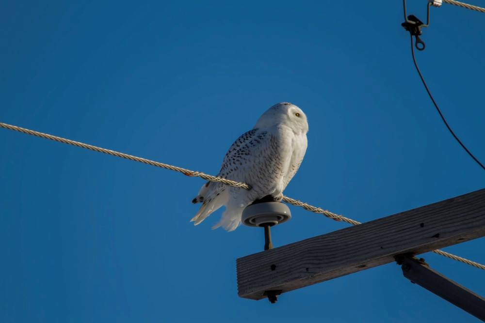First trial with Tamron SP 150-600mm lens on Sony A99 ii