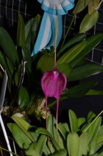 Masdevallia Crystal Follansbee