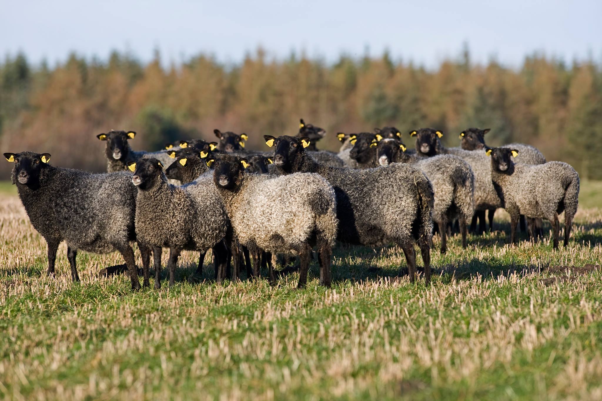 Gotland Sheep on Facebook | Just pulled out my clean locks and found ...