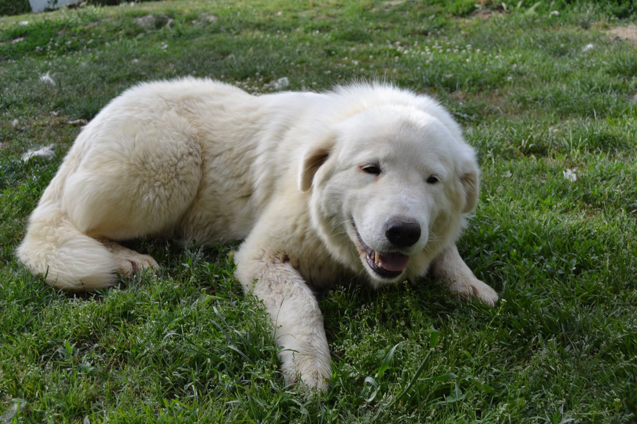 Cane da Pastore Abruzzese Maremmano lovers | Facebook