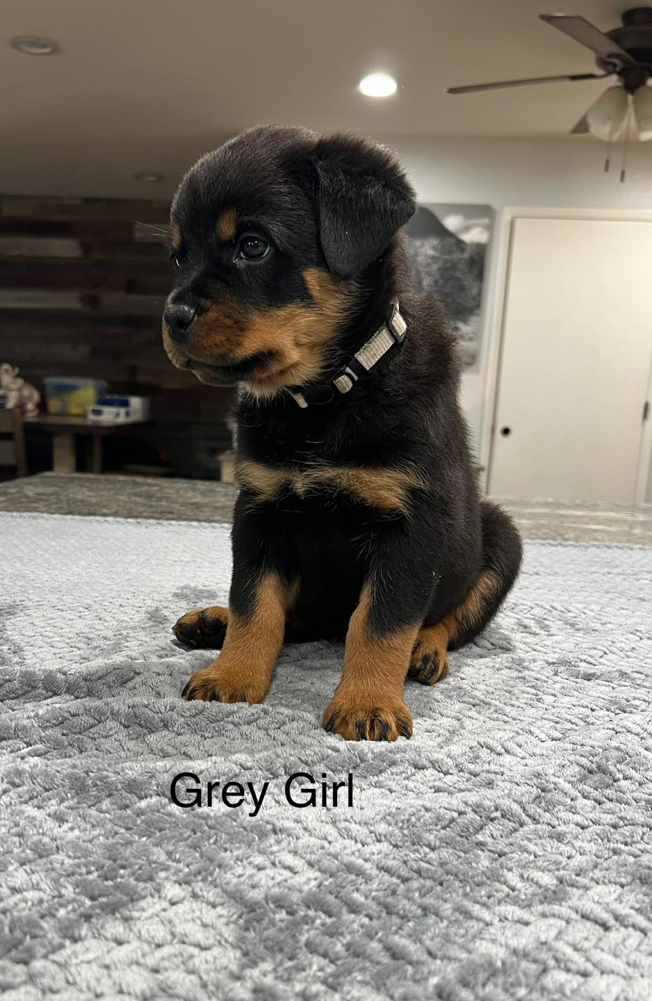 HB Rottweilers | Desert Hills AZ