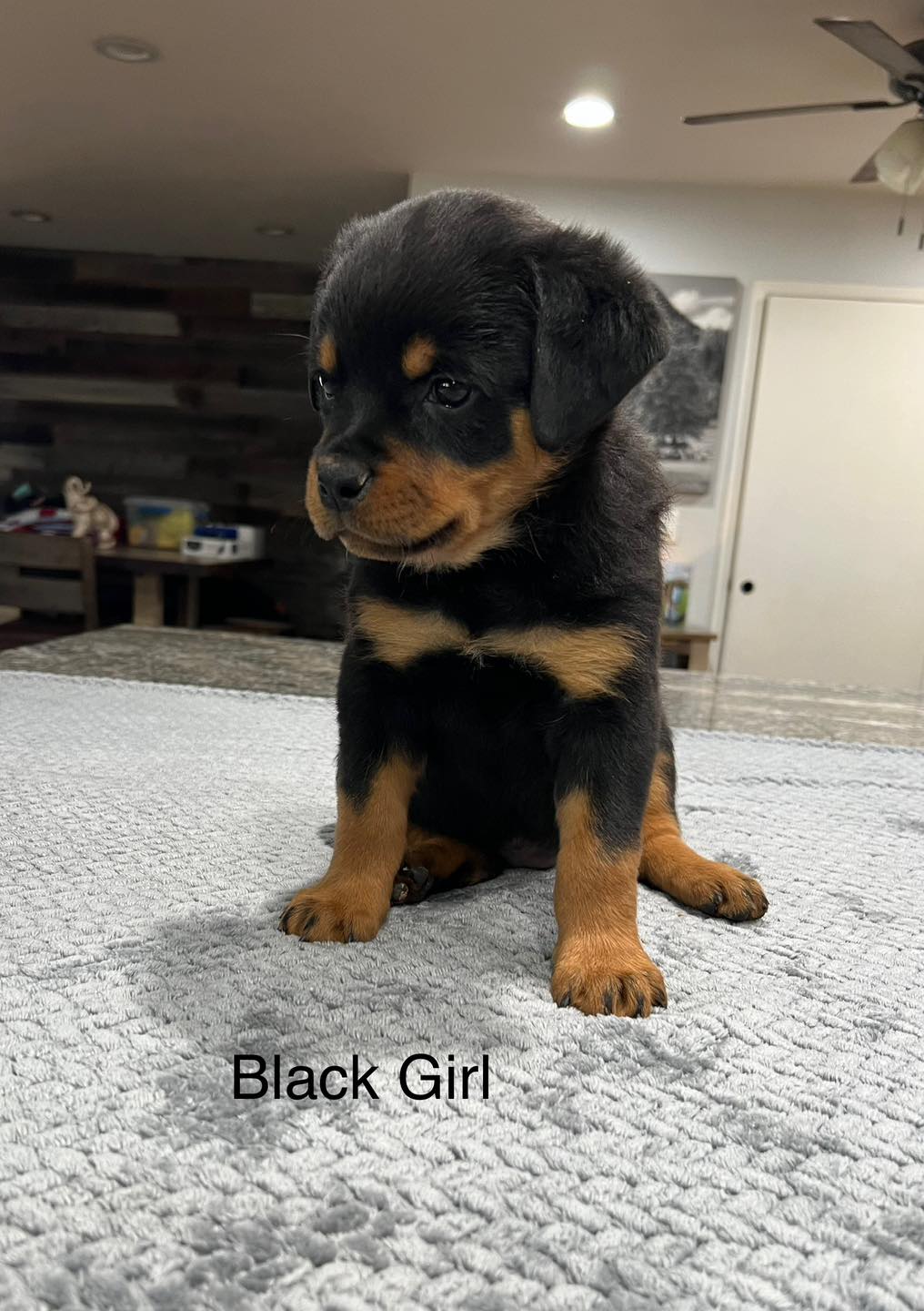 HB Rottweilers | Desert Hills AZ