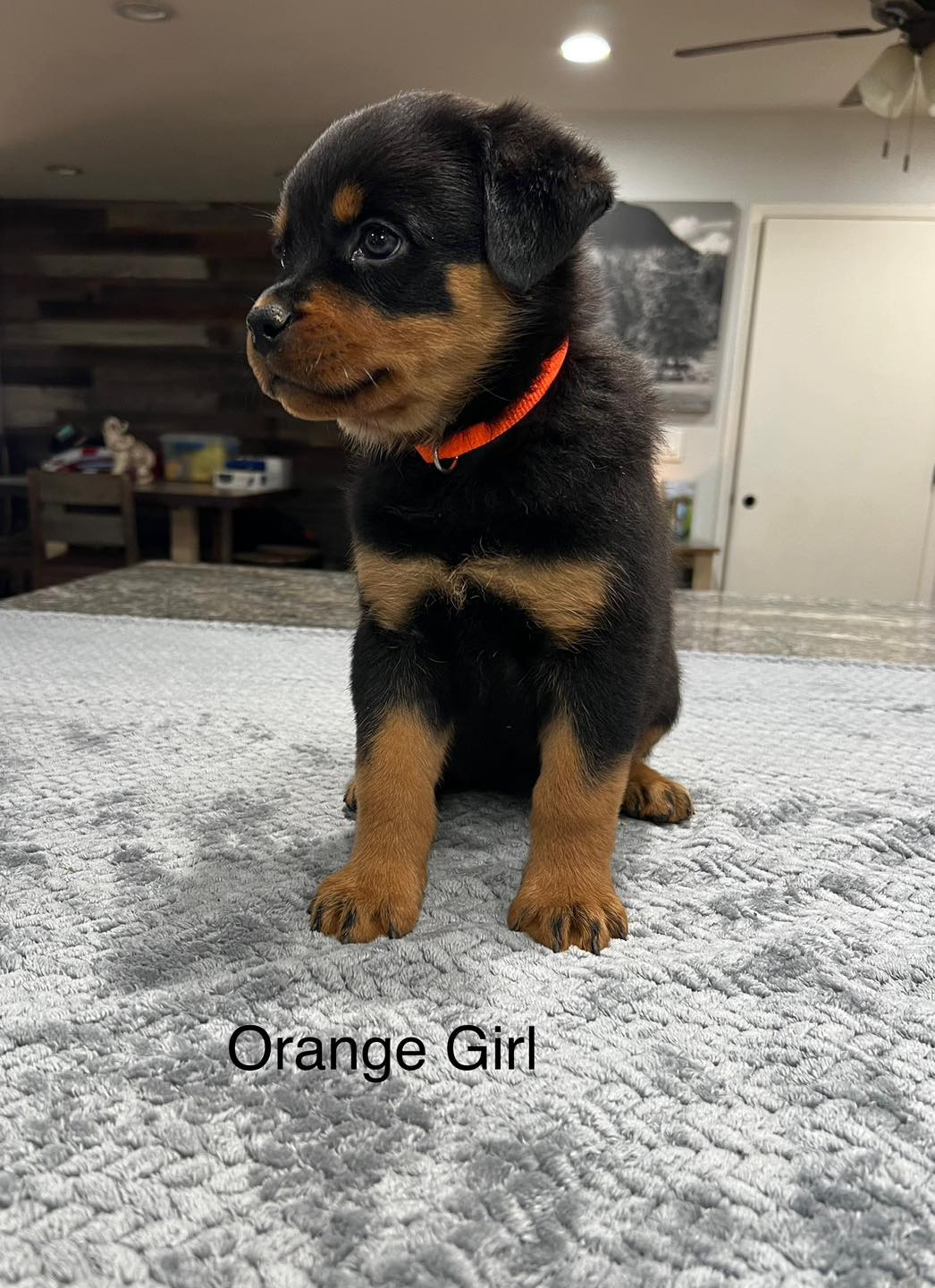 HB Rottweilers | Desert Hills AZ