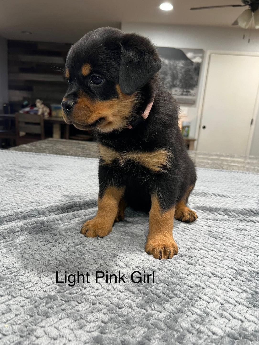 HB Rottweilers | Desert Hills AZ