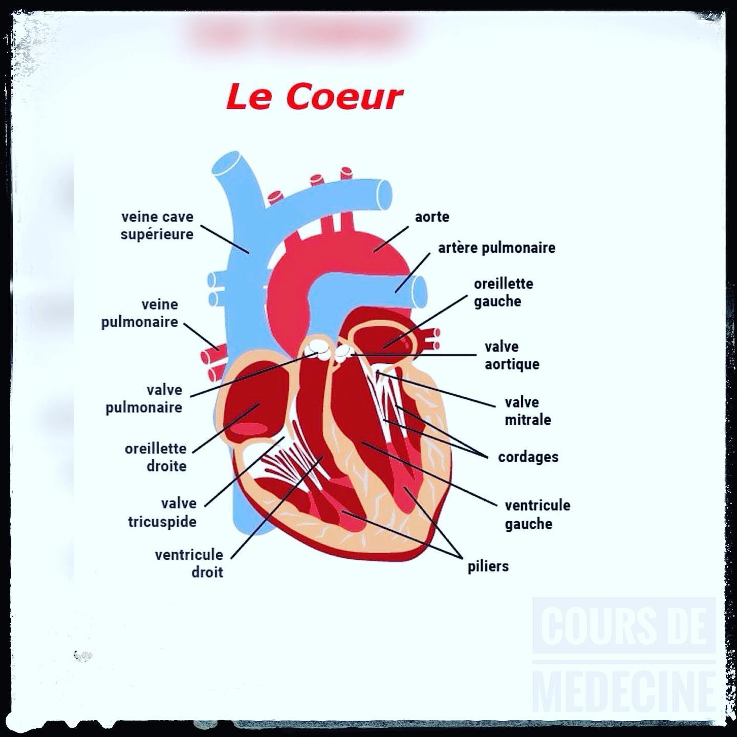 Cours De Medecine Anatomie Du Cœur Badreddine Boussadia Facebook