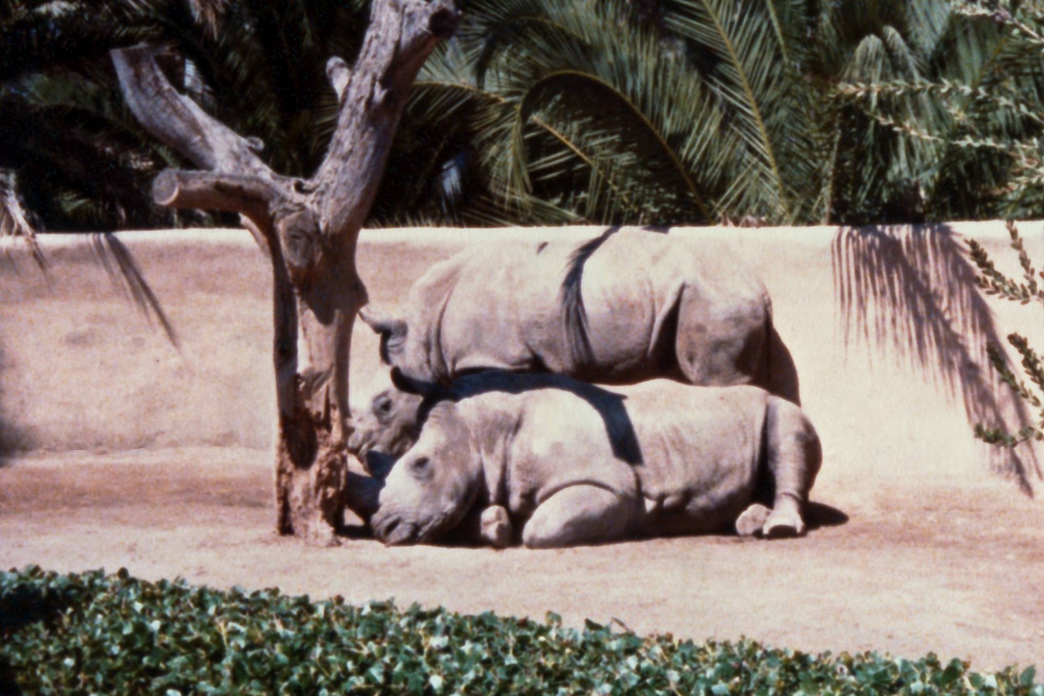 San Diego Wild Animal Park circa 1990