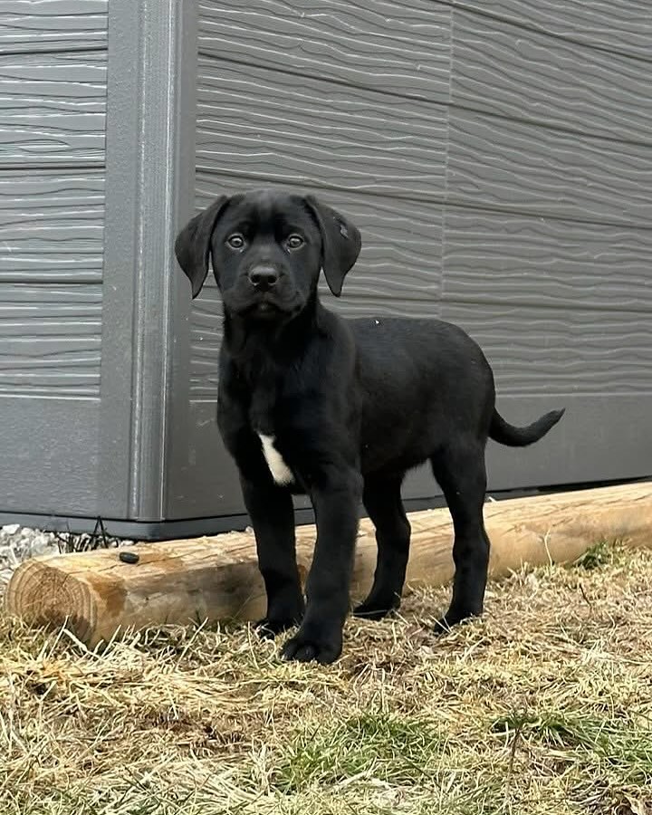 Cincinnati Lab Rescue