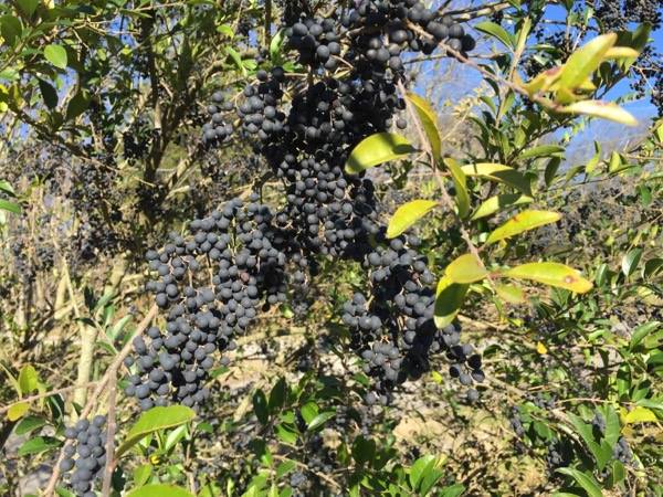 Can anyone help me identify this berry?