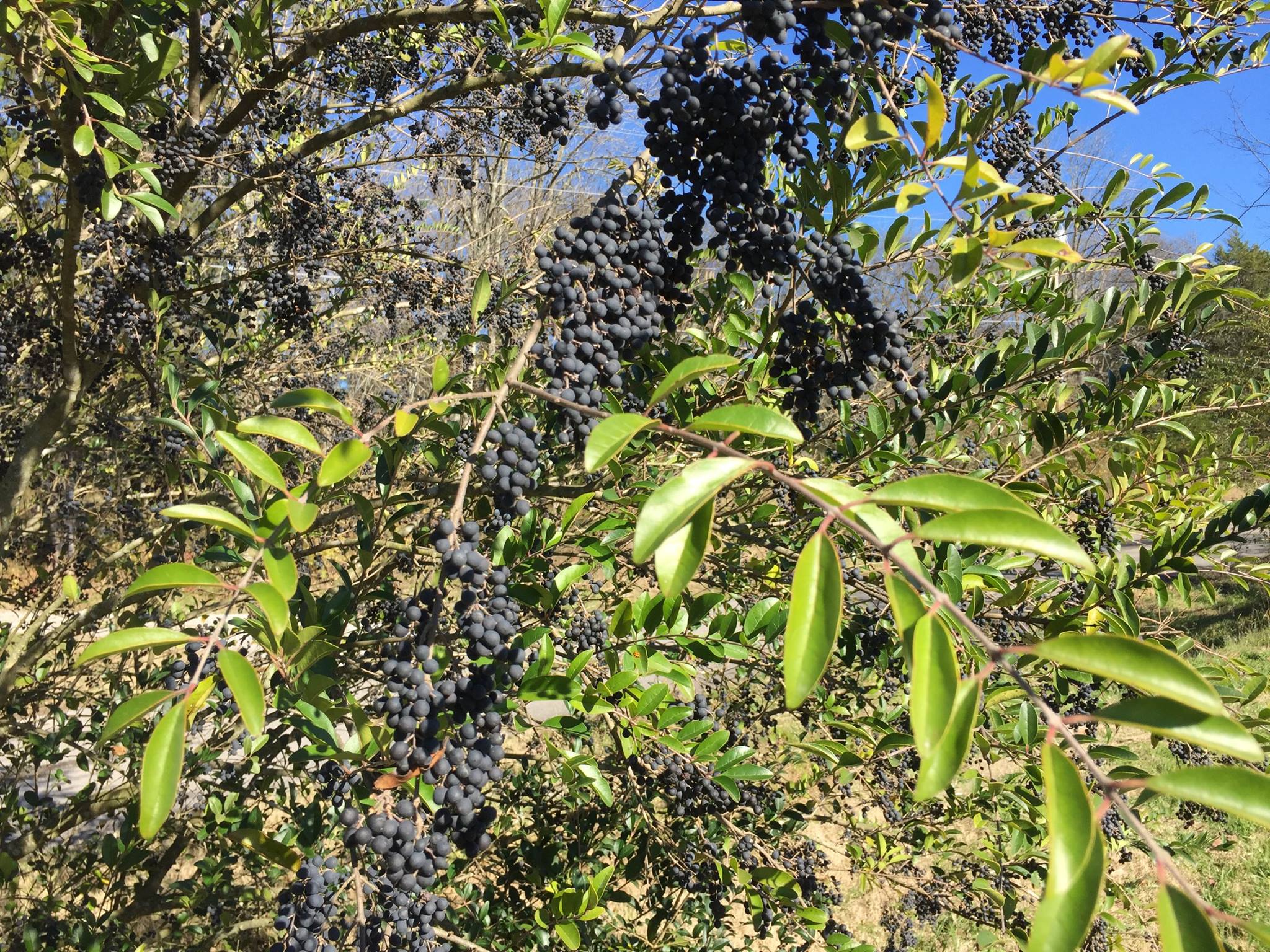Can anyone help me identify this berry?