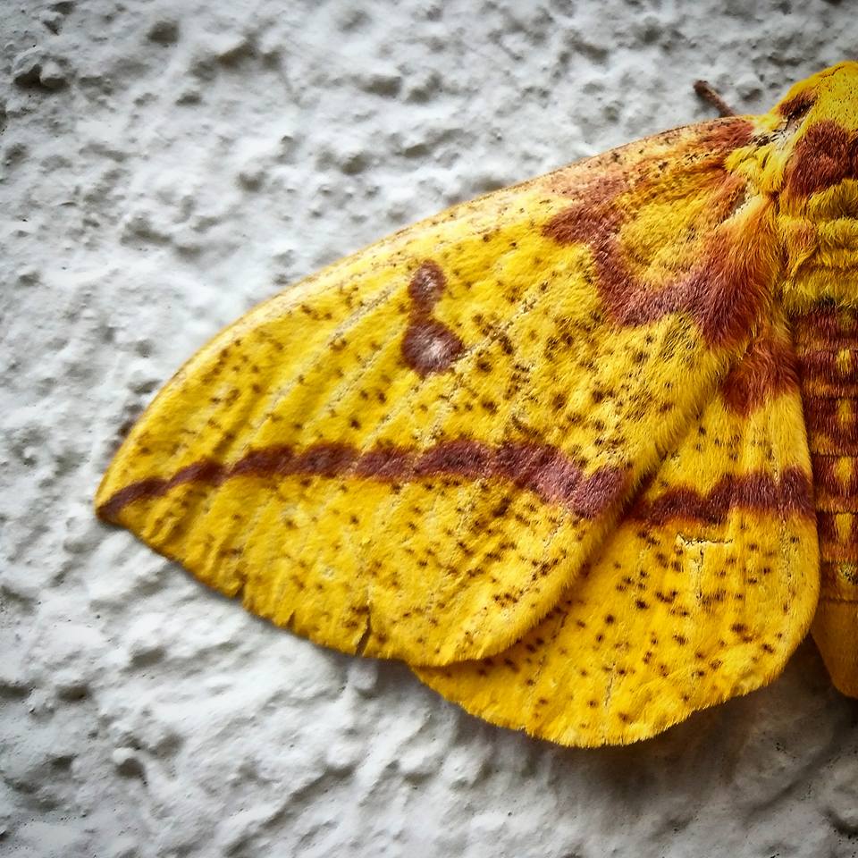 Butterfly Conservation - What do you think is the most beautiful moth ...