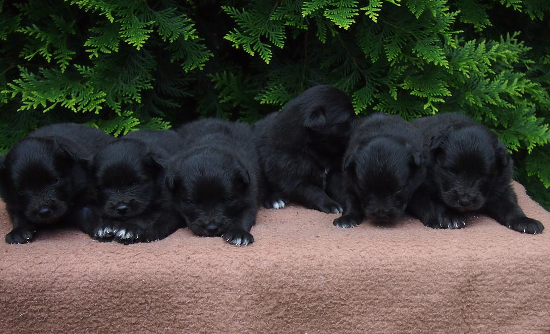 SPITZ LOVE | Grossspitz Schwarz ( Giant German Spitz Black ) puppies ...