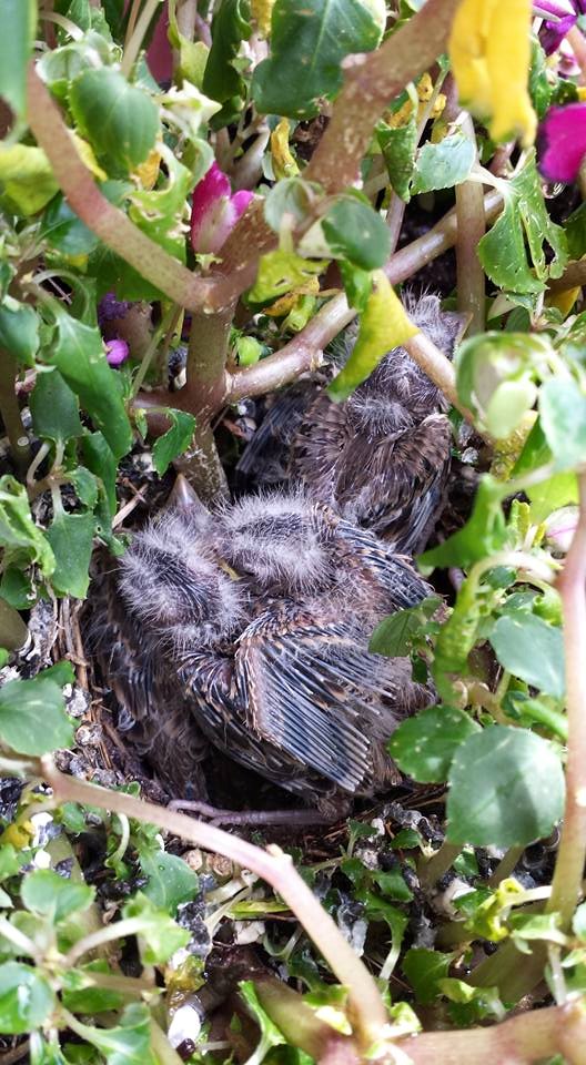 House finches nesting in flower basket
