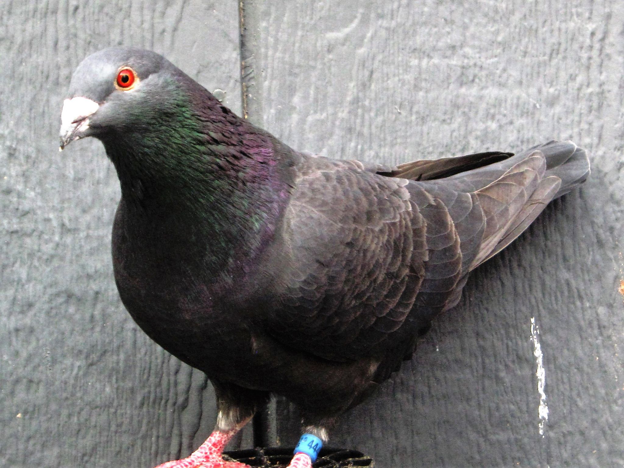 Rare Colored Racing Homer Pigeon's | Facebook