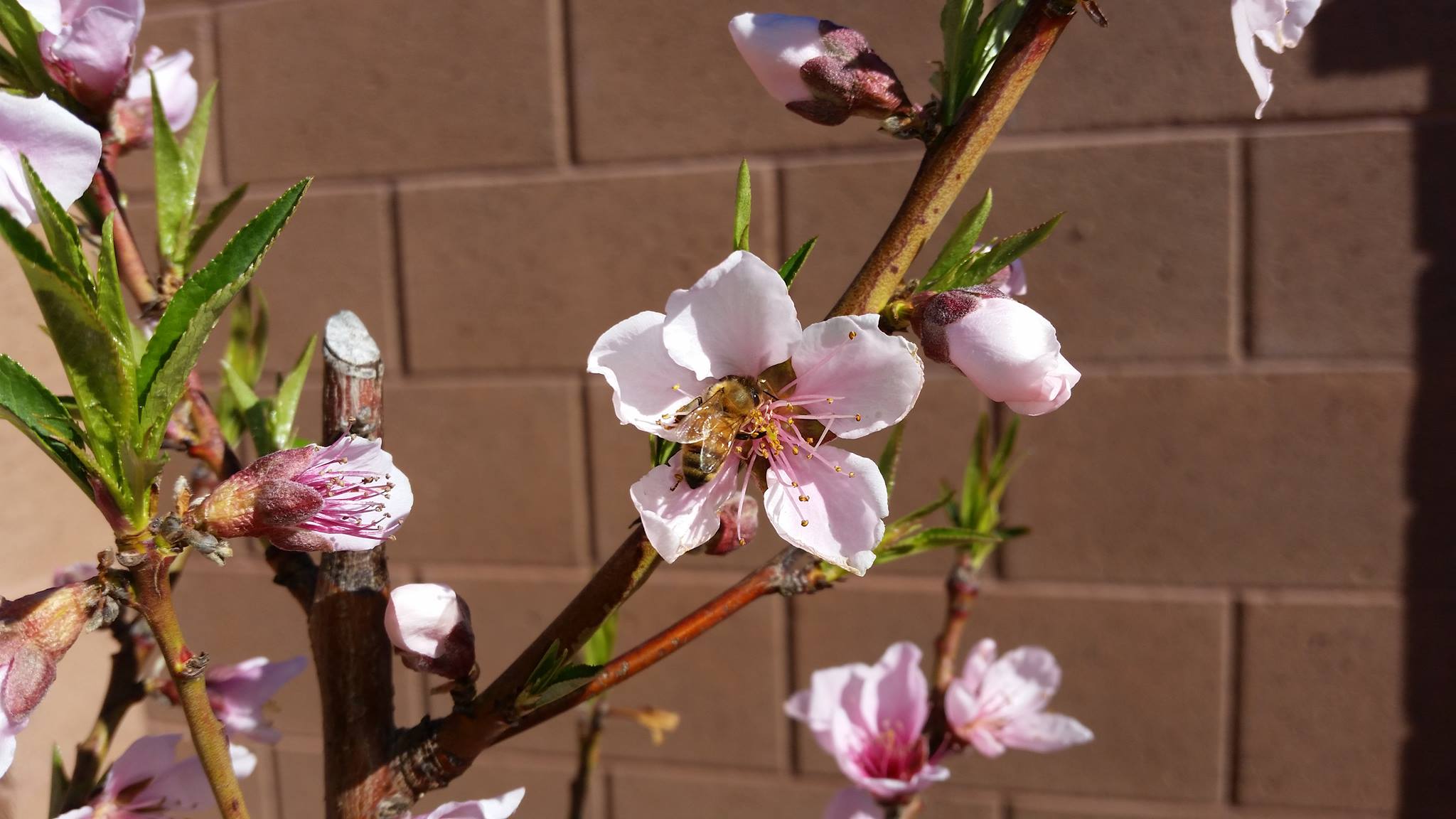 Peach flower pollination: identifying wind pollination