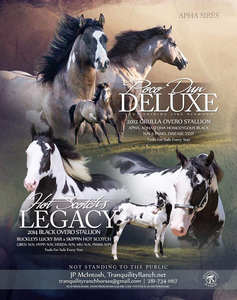 Stud AQHA & APHA Horses for Sale or Service.