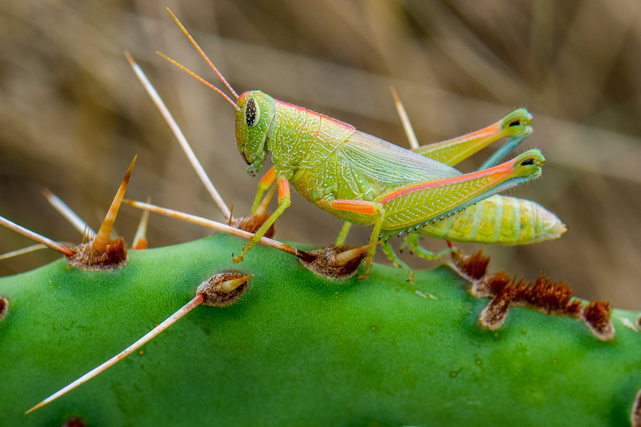 1st and only grasshopper I've seen this color.
