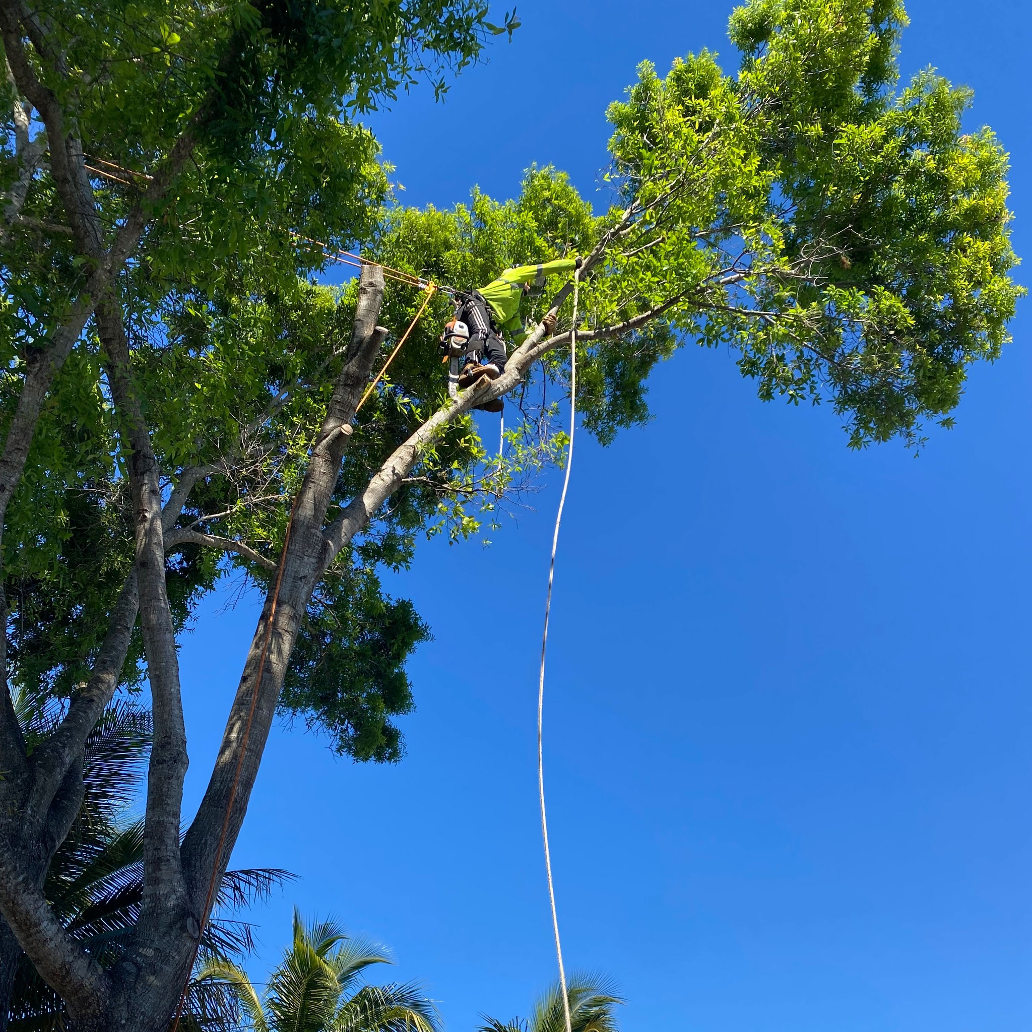Affordable Tree Service Inc. - Tree Service Miami Dade & Broward ...