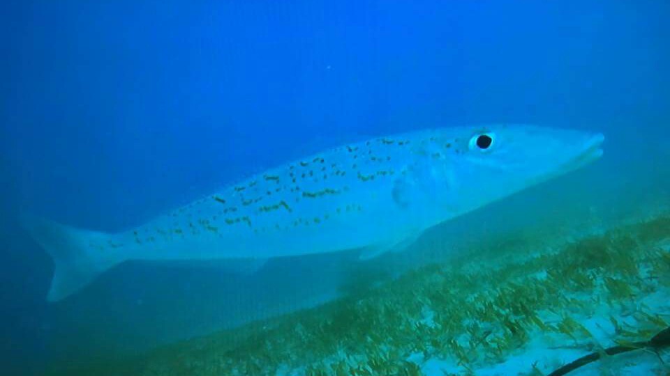 SA Whiting fishers | Love a bit of gummy when fishing for whiting ...