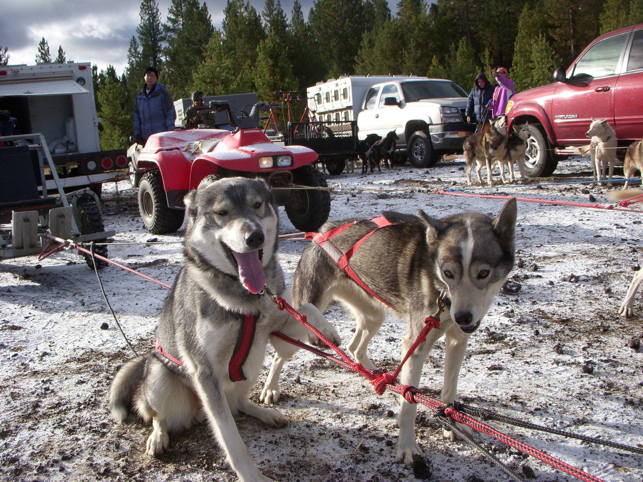 Pacific Sled Dog & Skijoring Association -PSDSA | This flyer is for the ...