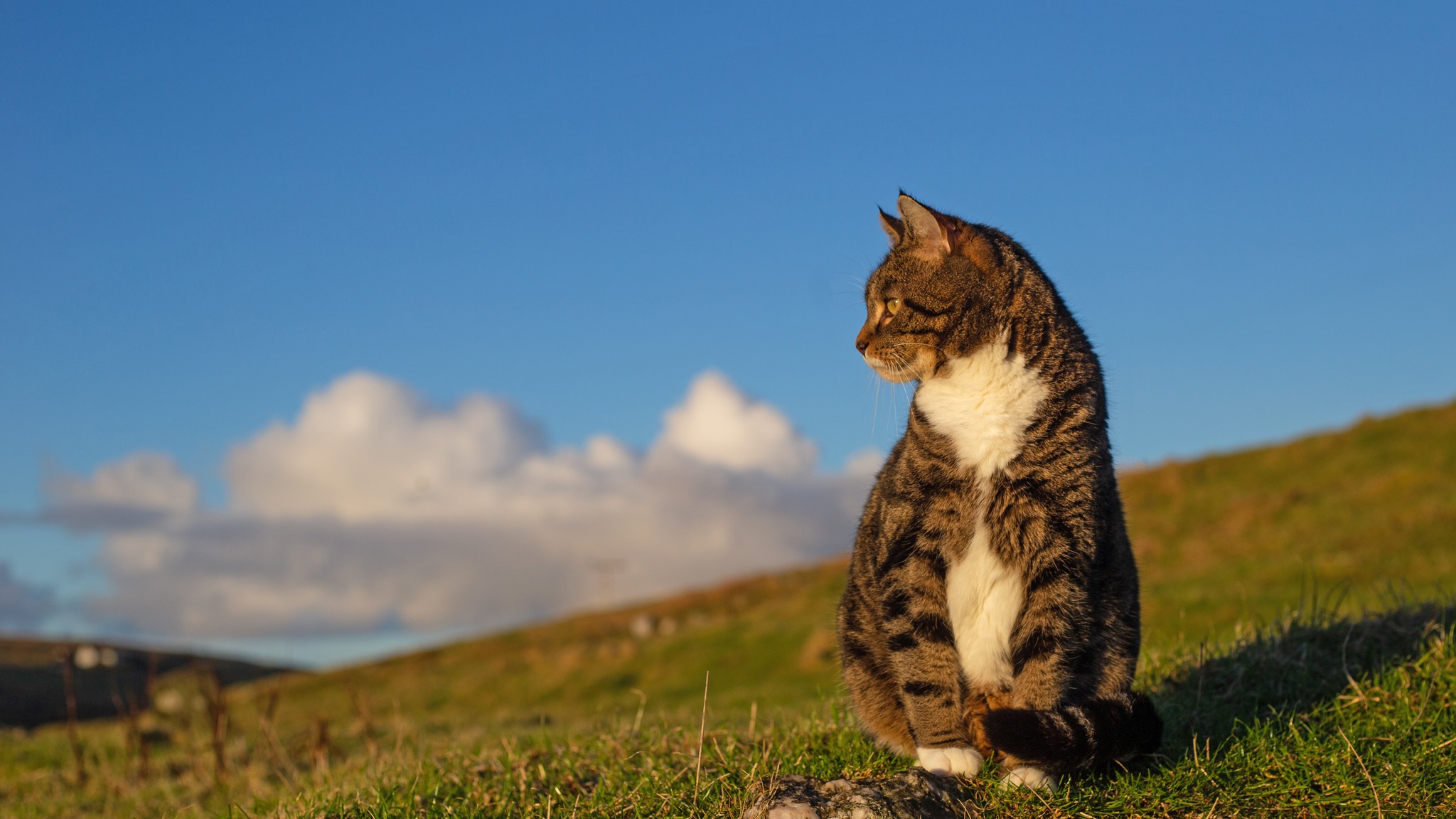 Shetland Cat Rescue | Lerwick