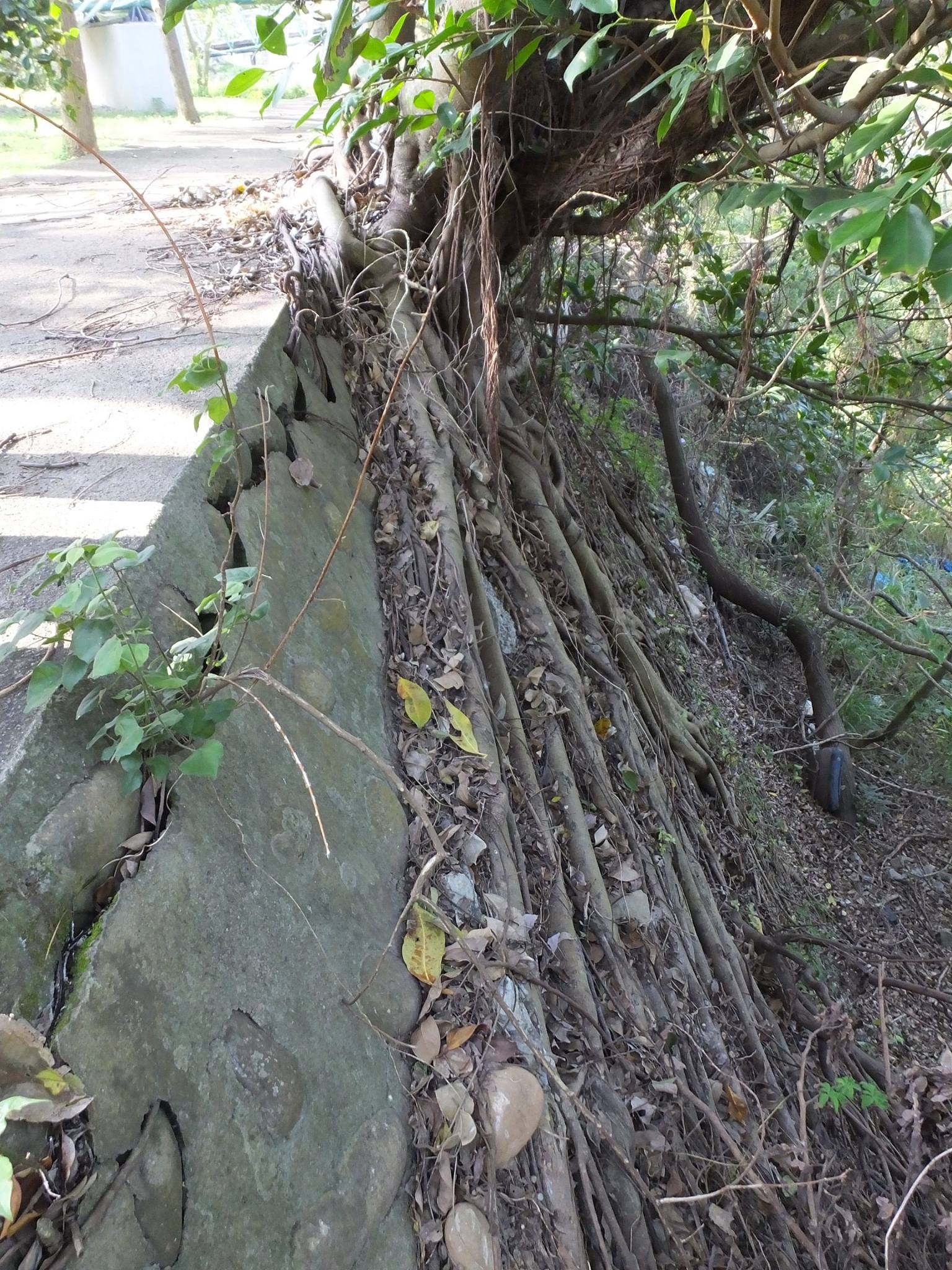 台灣護樹協會 - 榕樹從來都不會破壞建築物，更會盡可能的用根加以保護，但一直承擔著建築自然毀壞(廢棄、疏於照料與偷工減...