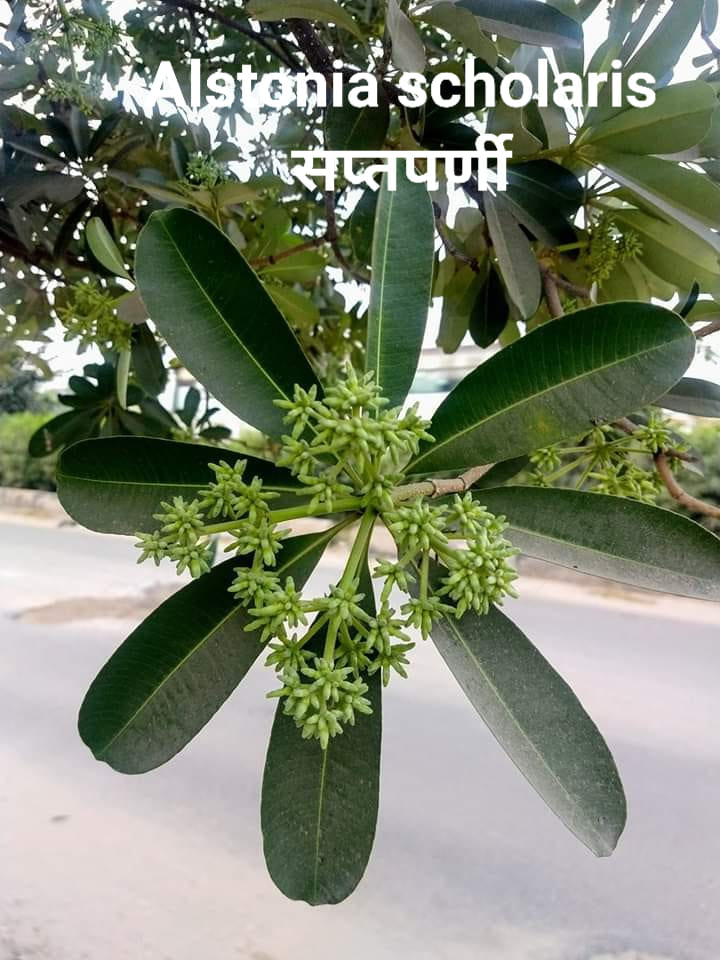 Plant Wealth of India (भारत की वनस्पति सम्पदा) | **Alstonia scholaris ...
