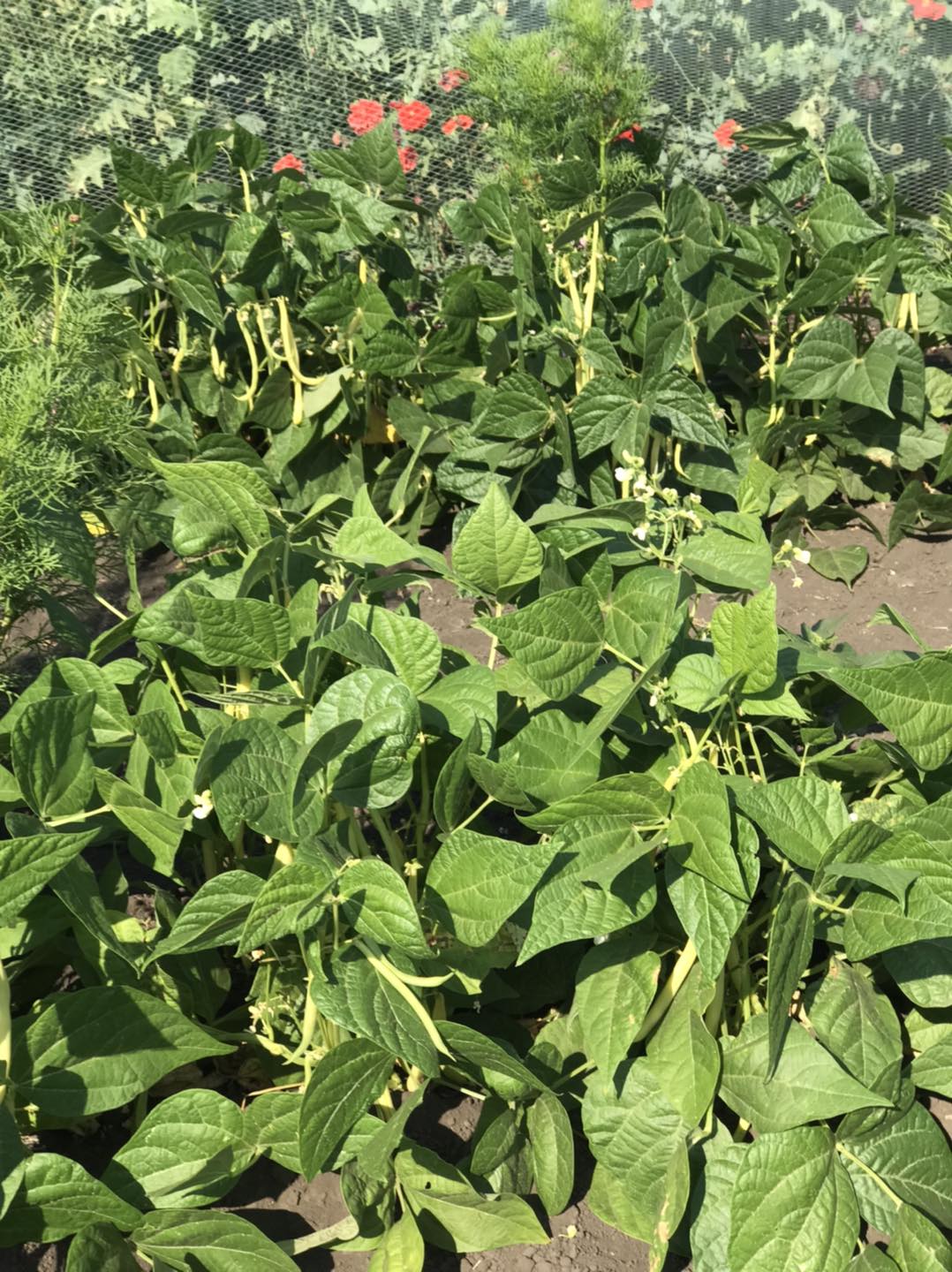 Purple Ridge Farm | Airdrie AB