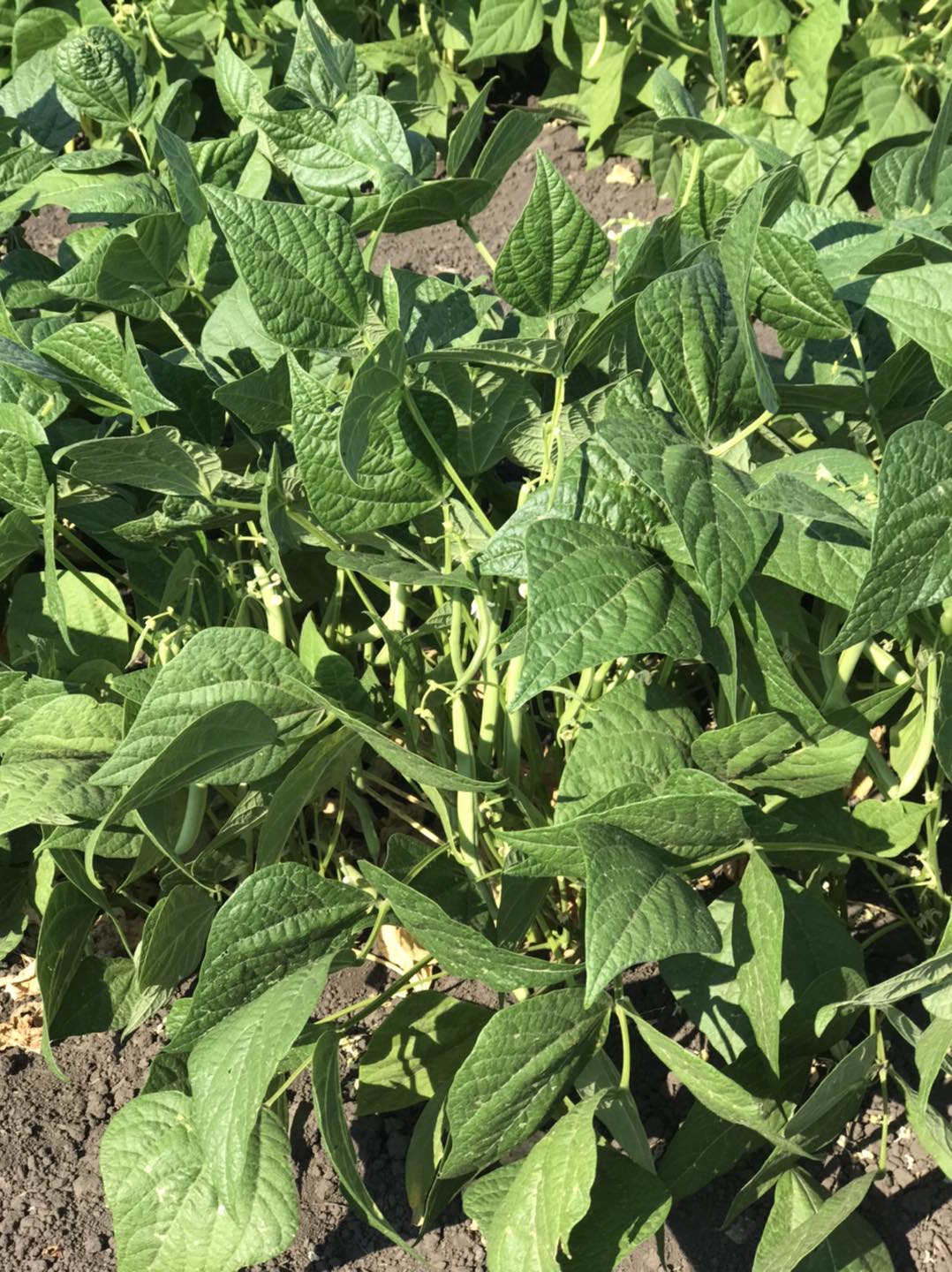 Purple Ridge Farm | Airdrie AB