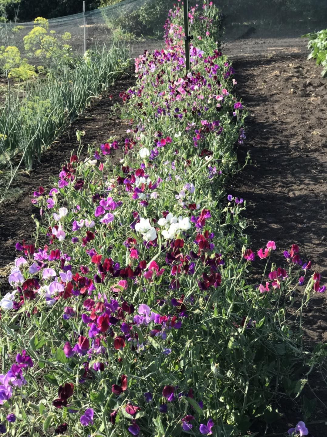 Purple Ridge Farm | Airdrie AB