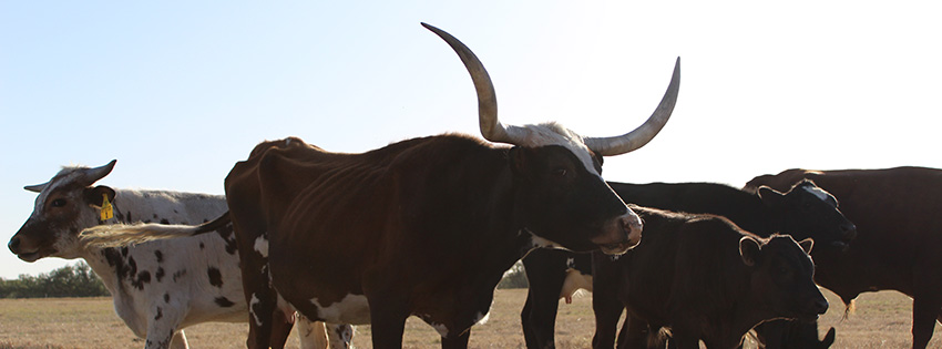 Longspar Ranch | Brownwood TX