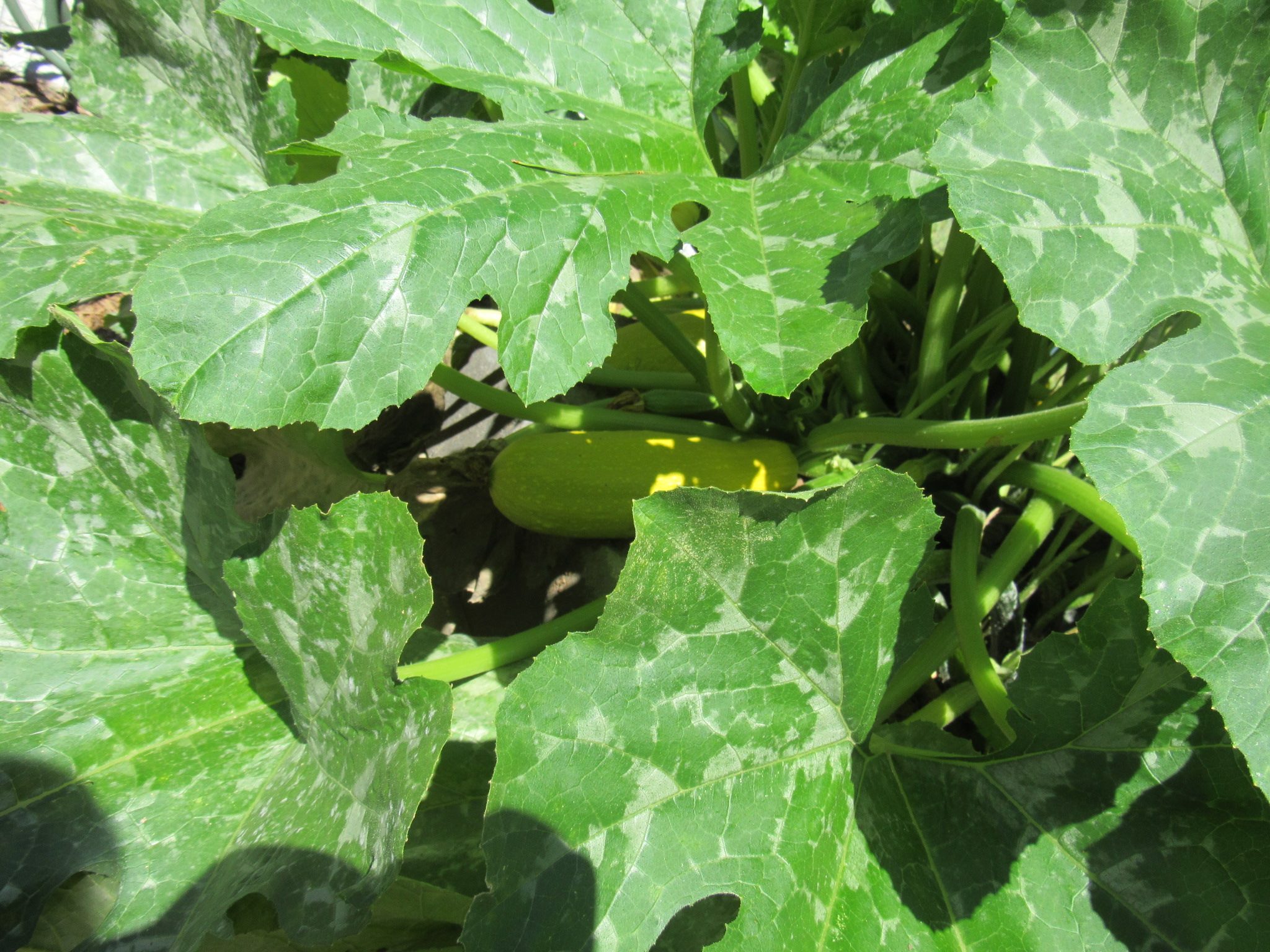 The giant squash of Guatemala.