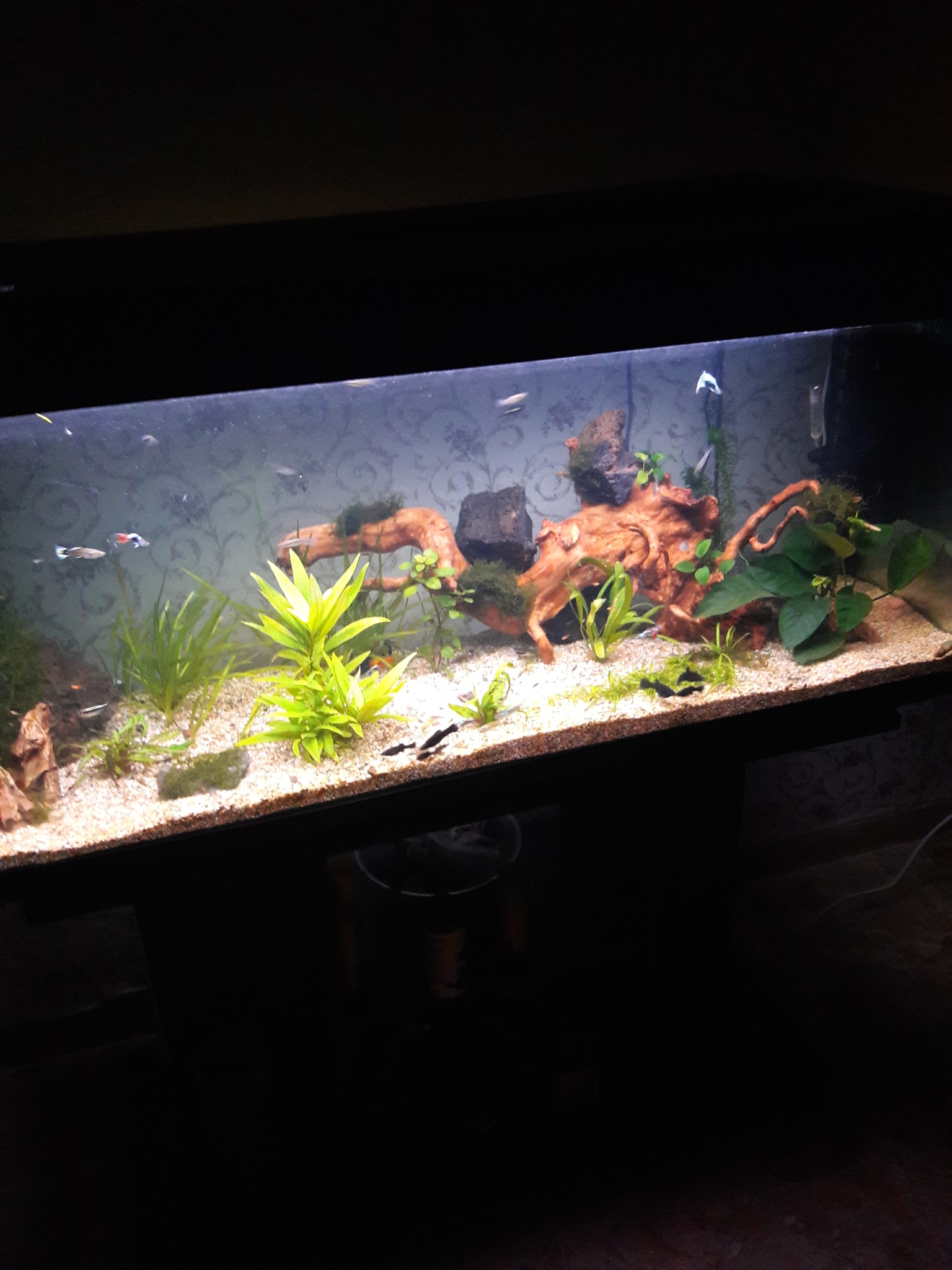 regalo o scambio passione acquario dolce | Vendo piantine di ...