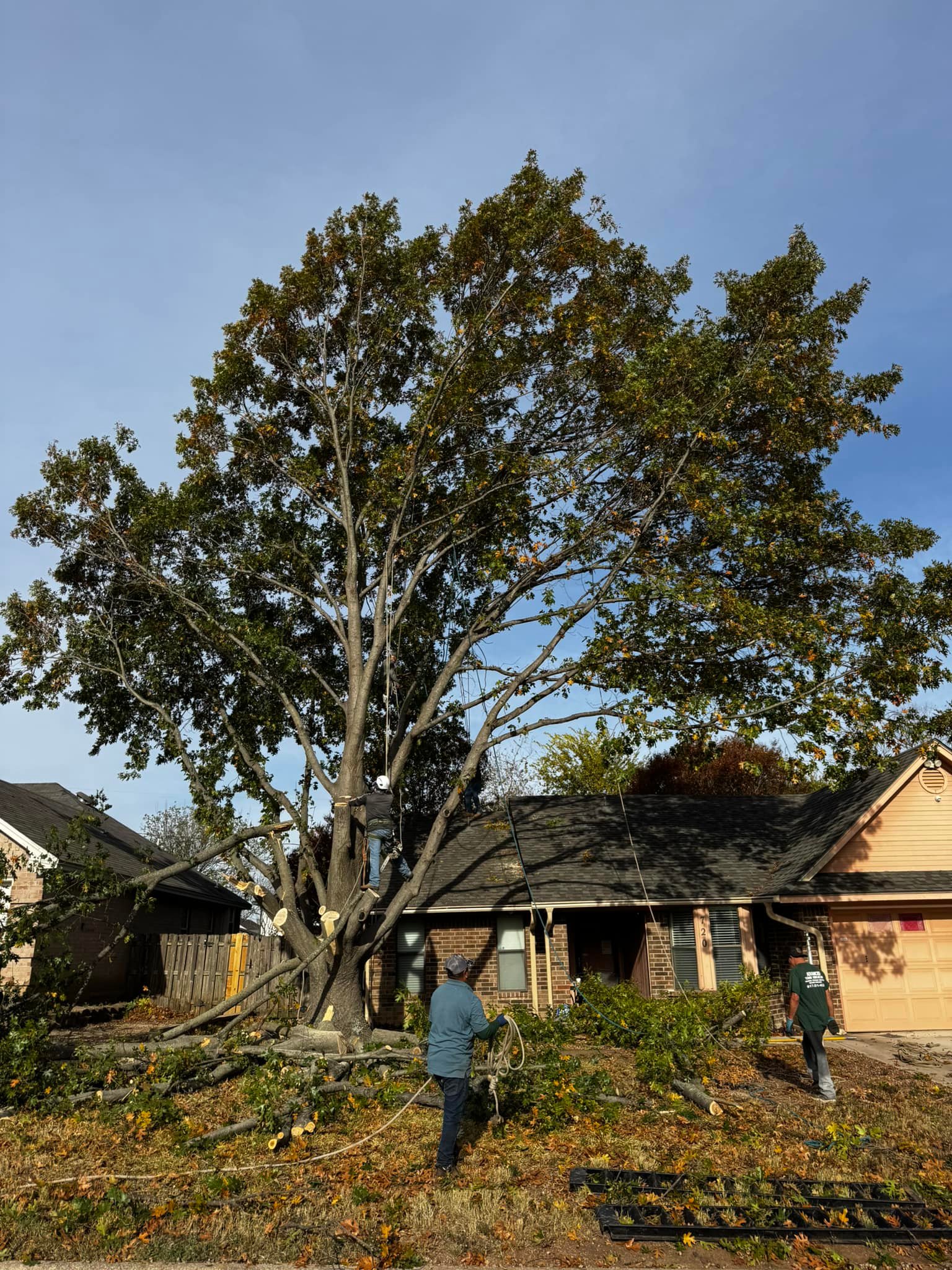Advanced Tree Services | Burleson TX