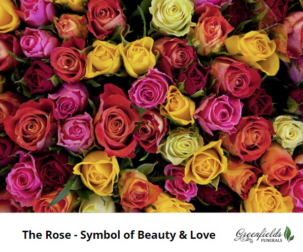 Greenfields - 🌹 The Symbolic Meanings of Roses in Remembrance Roses are ...