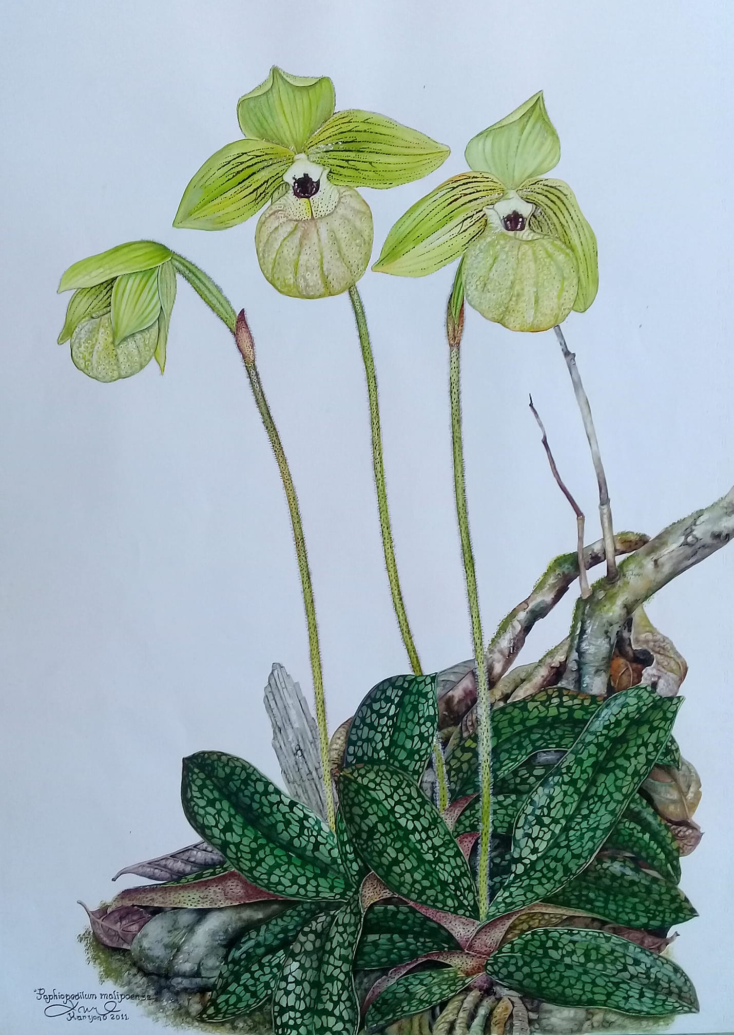 Cleisocentron malipoensis orchid from China