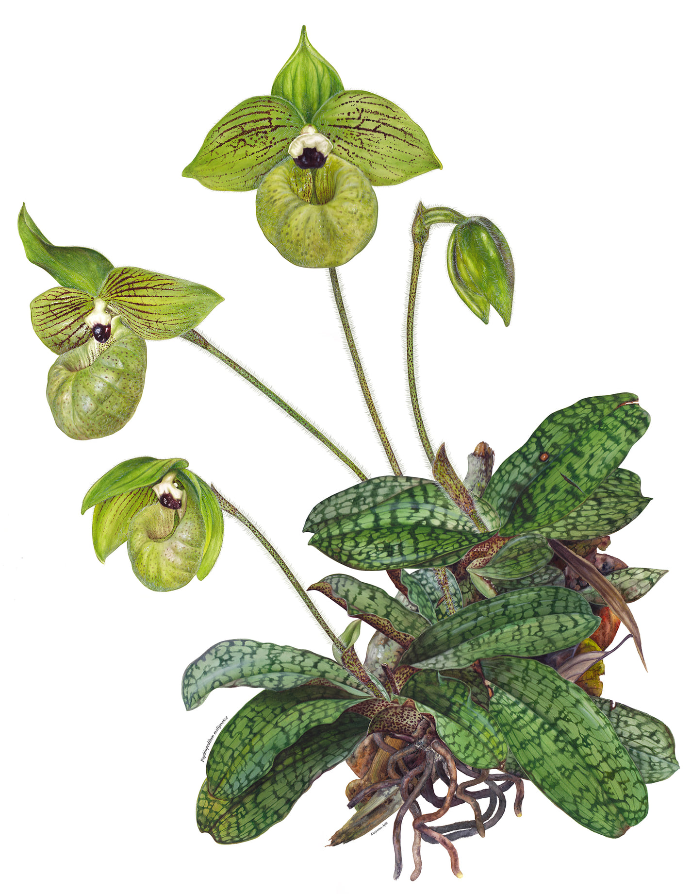 Cleisocentron malipoensis orchid from China