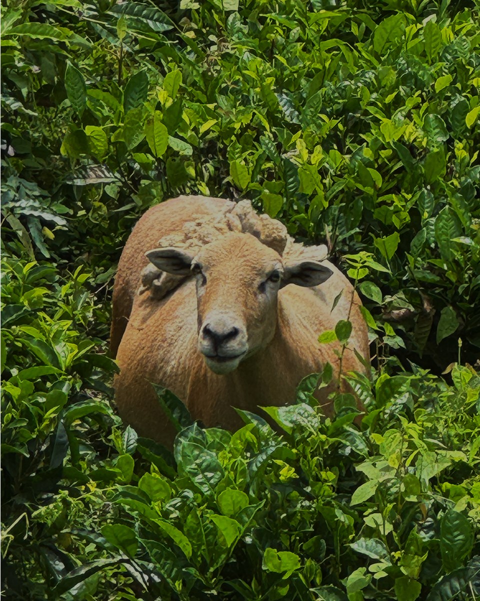 Bitaco - 🐑🍃 Las guardianas naturales de nuestra plantación 🍃🐑 En Bitaco ...