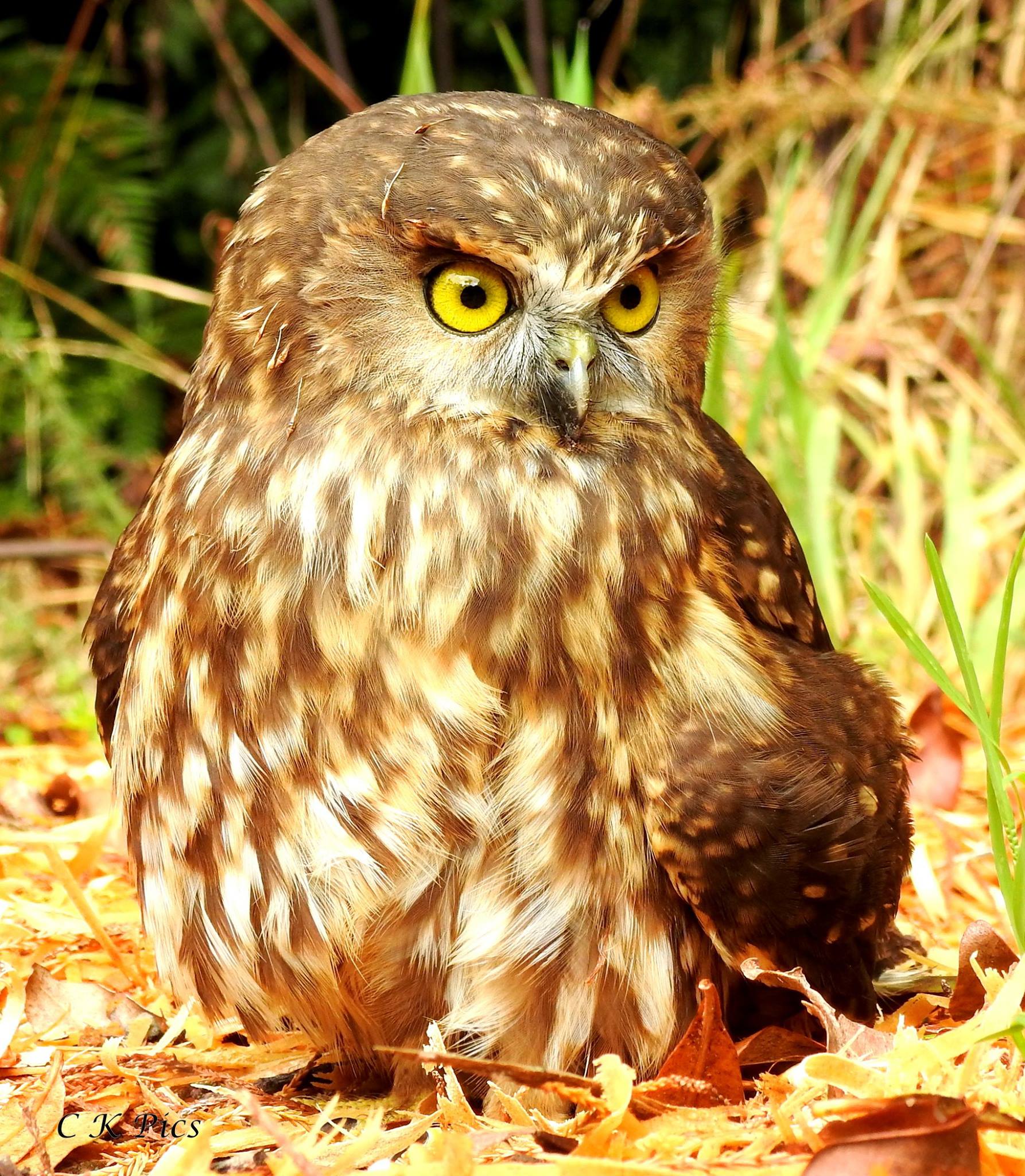 Another up close and personal... - New Zealand Birds Online