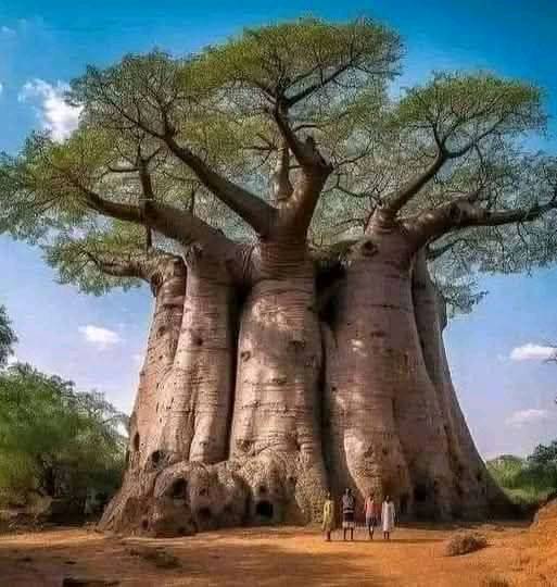 The baobab tree, commonly... - OMO EBEDI Moko