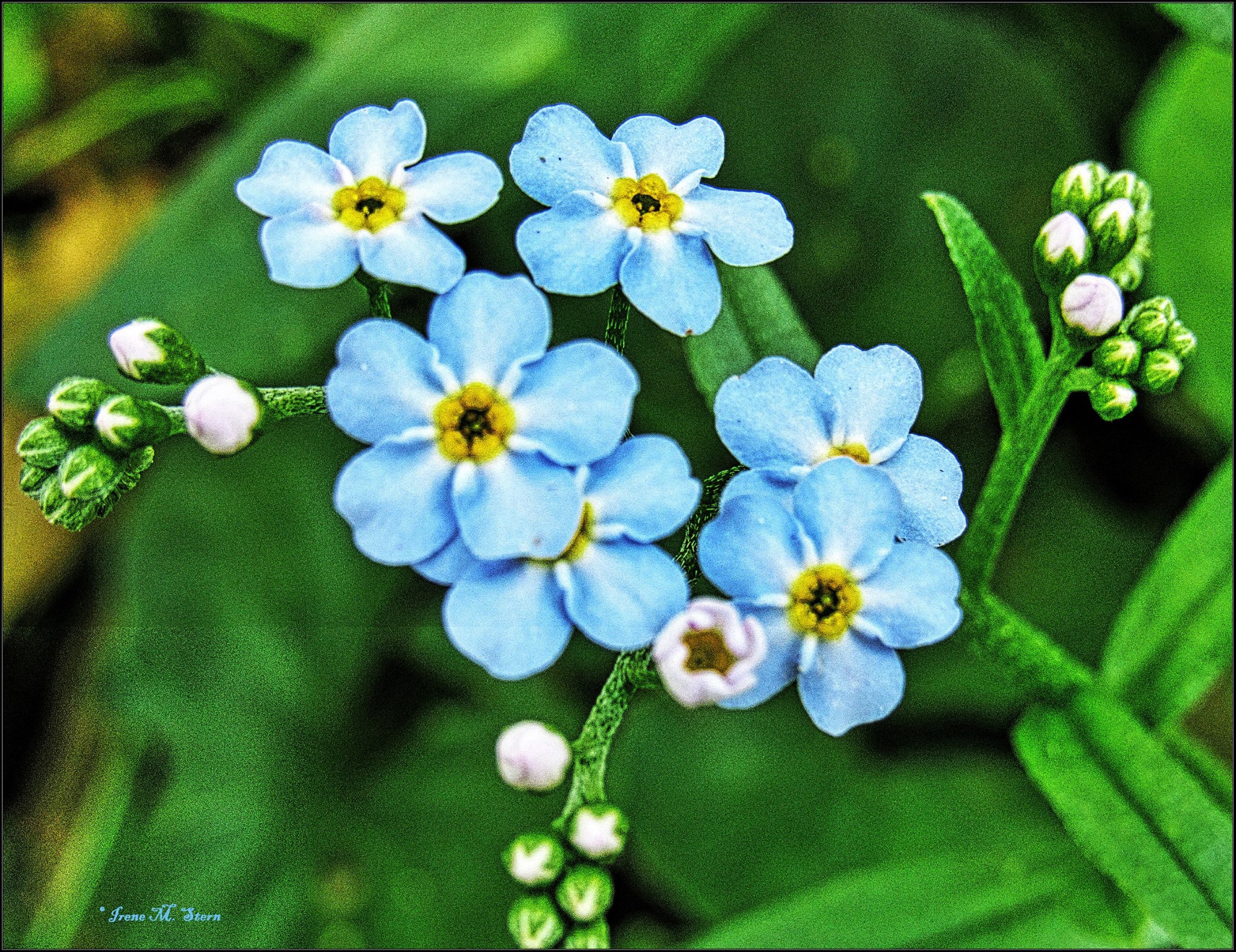 Forget-me-not flowers in the Catskills, NY