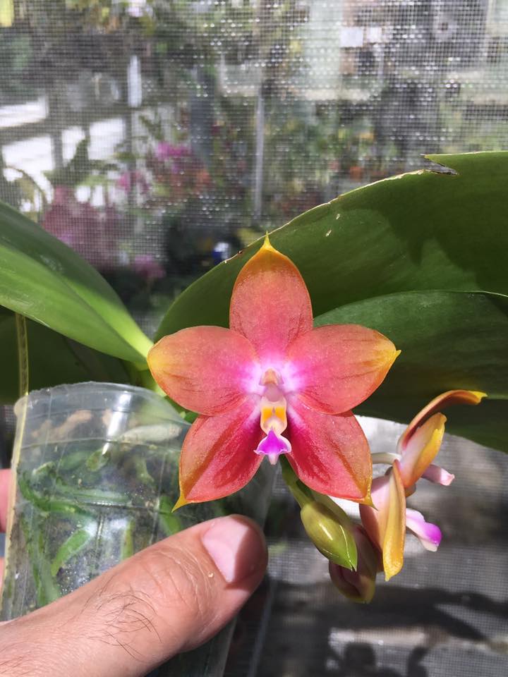 Phal. Hawaii Dragon Girl 'Peter #3' x Phal. Zheng Min Neon #Orchid