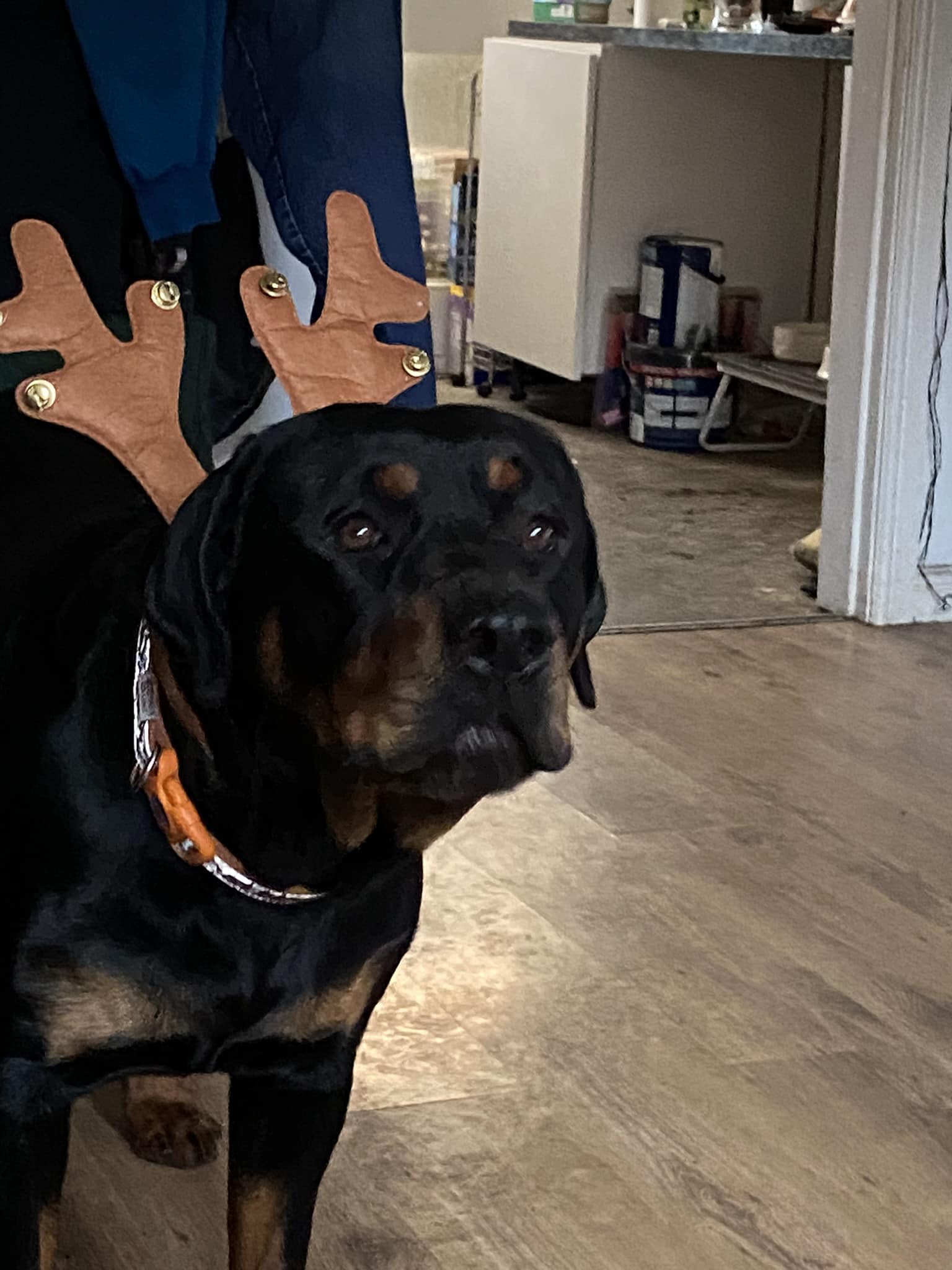 Rottweiler Owners | Narla 1 year old xx | Facebook
