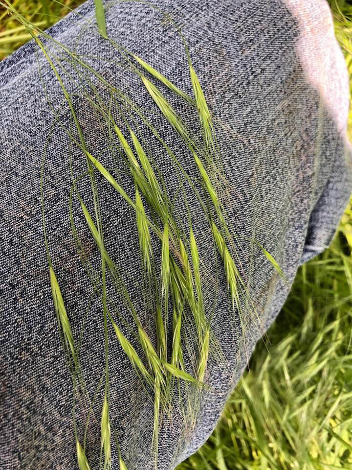 does anyone know what this grass is? it's near my wetlands