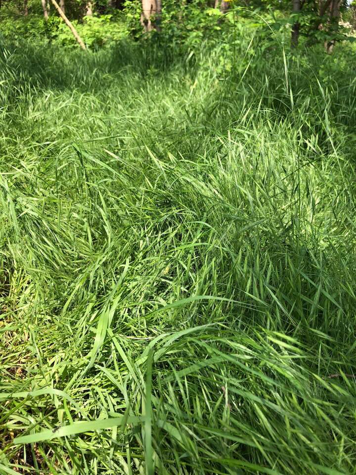 does anyone know what this grass is? it's near my wetlands