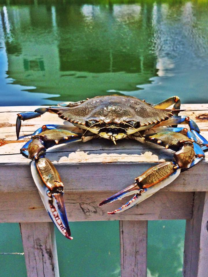 Tommy the Crab,