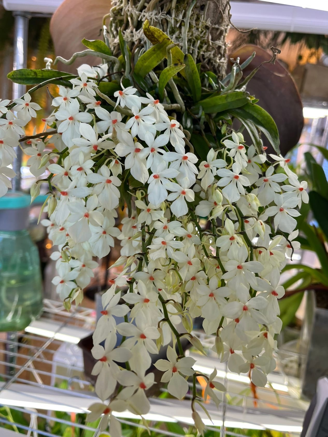 What are the care tips for an Aerangis luteo-alba var. rhodosticta?