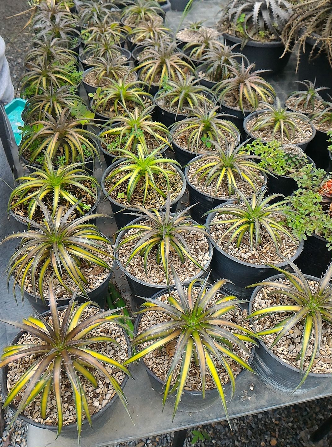 Dyckia (Ari x Bs) x Dowsonii (variegated) and Dyckia .Dakota
