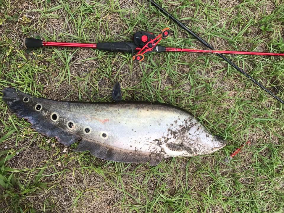 craw fishing lure 3.75